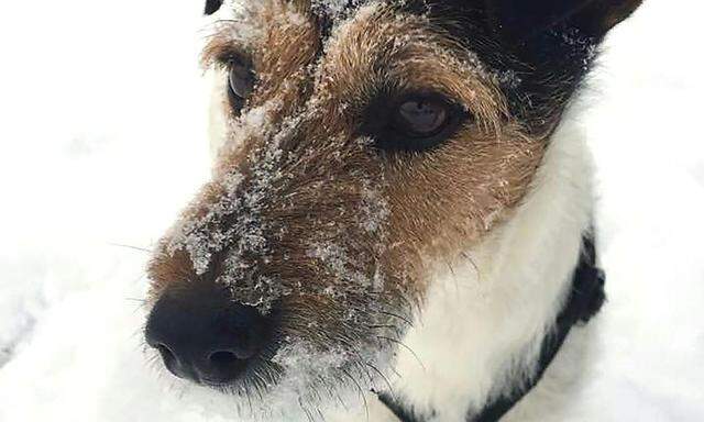 Ein Hund freut sich in Wien-Meidling am Sonntag über den Wintereinbruch