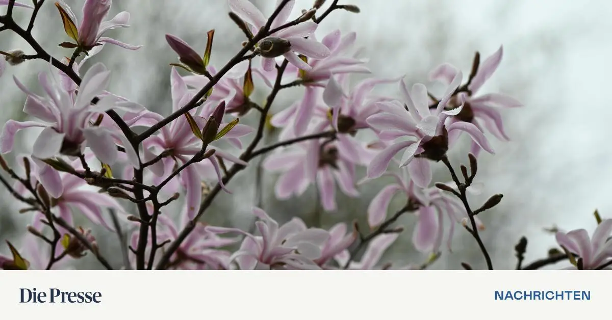 Kein-Frost-volle-Bl-te-Endlich-wieder-ein-Magnolienjahr-premium-