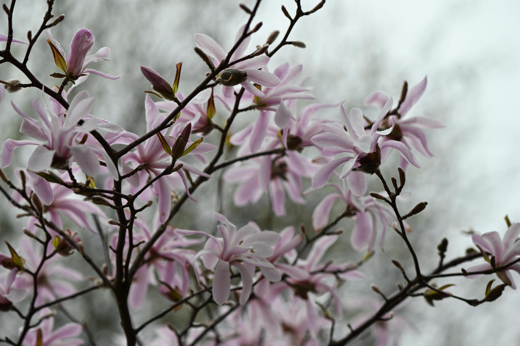Kein Frost, volle Blüte: Endlich wieder ein Magnolienjahr [premium]