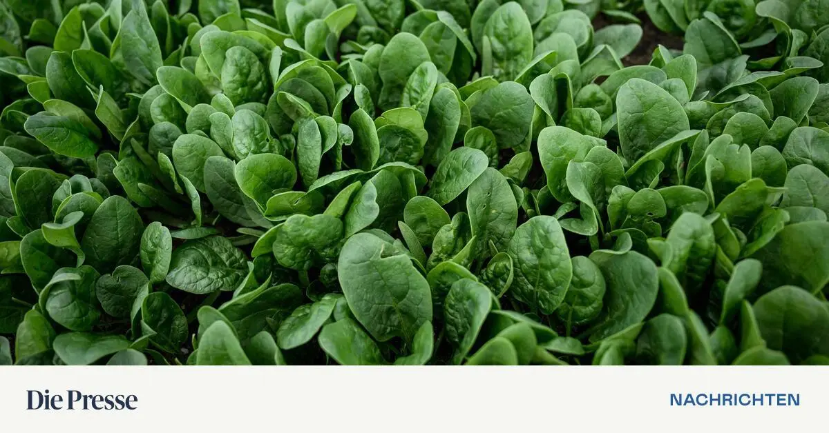 Die-H-lfte-des-Tiefk-hlspinats-wird-zu-Ostern-gekauft