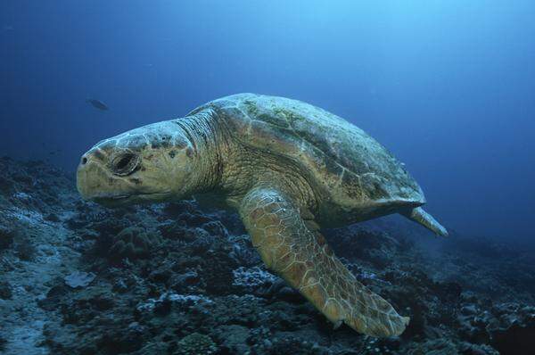 Inselbewohner dürfen die bedrohten Schildkröten nicht mehr jagen.