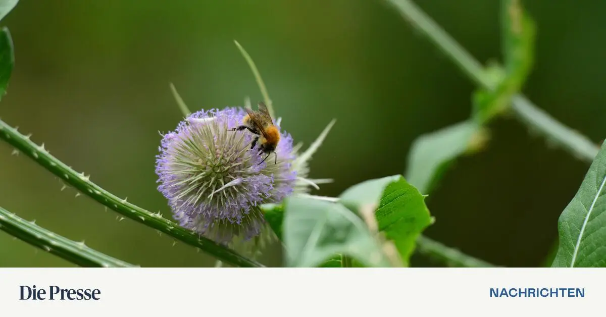 Ein-h-ufiger-Fehler-im-Fr-hlingsgarten-der-Wildbienen-t-tet-premium-