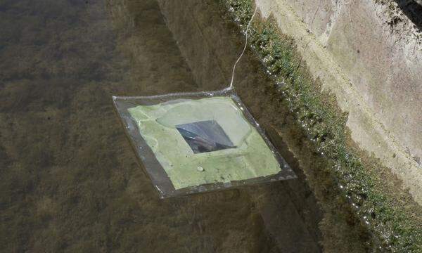 100 cm2 ist das künstliche Blatt bereits groß: Hier schwimmt es auf dem Fluss Cam in Cambridge, UK.