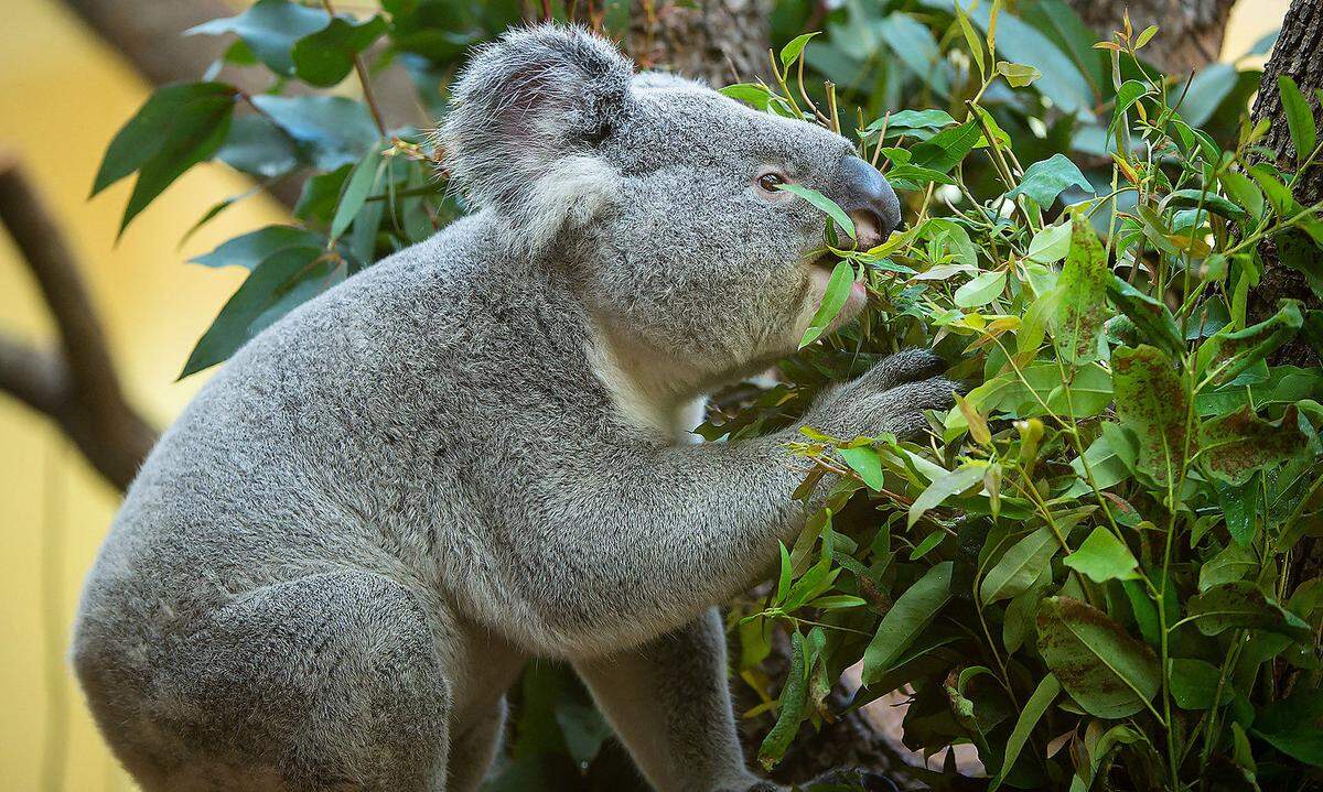 18. September. Das Koalamännchen Wirri Wirri im Wiener Tiergarten Schönbrunn macht sich bestimmt keine Gedanken über seinen "ökologischen Fußabdruck", der Zoo aber schon: Koalas fressen ausschließlich Eukalyptus, der derzeit aufwendig zweimal wöchentlich aus England angeliefert wird. Künftig soll zusätzlich Eukalyptus "made in Vienna" auf dem Speiseplan stehen.  