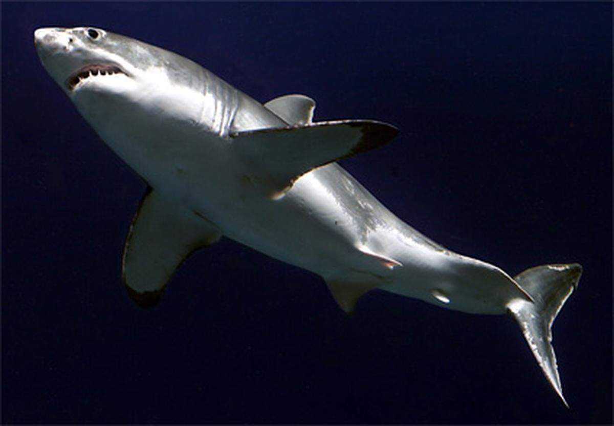 Erstaunlich aber wahr: Im Vergleich zu den anderen todbringenden Lebewesen ist der viel gefürchtete weiße Hai harmlos. Er und andere Haiarten verursachen gerade mal fünf bis 15 Todesopfer pro Jahr.