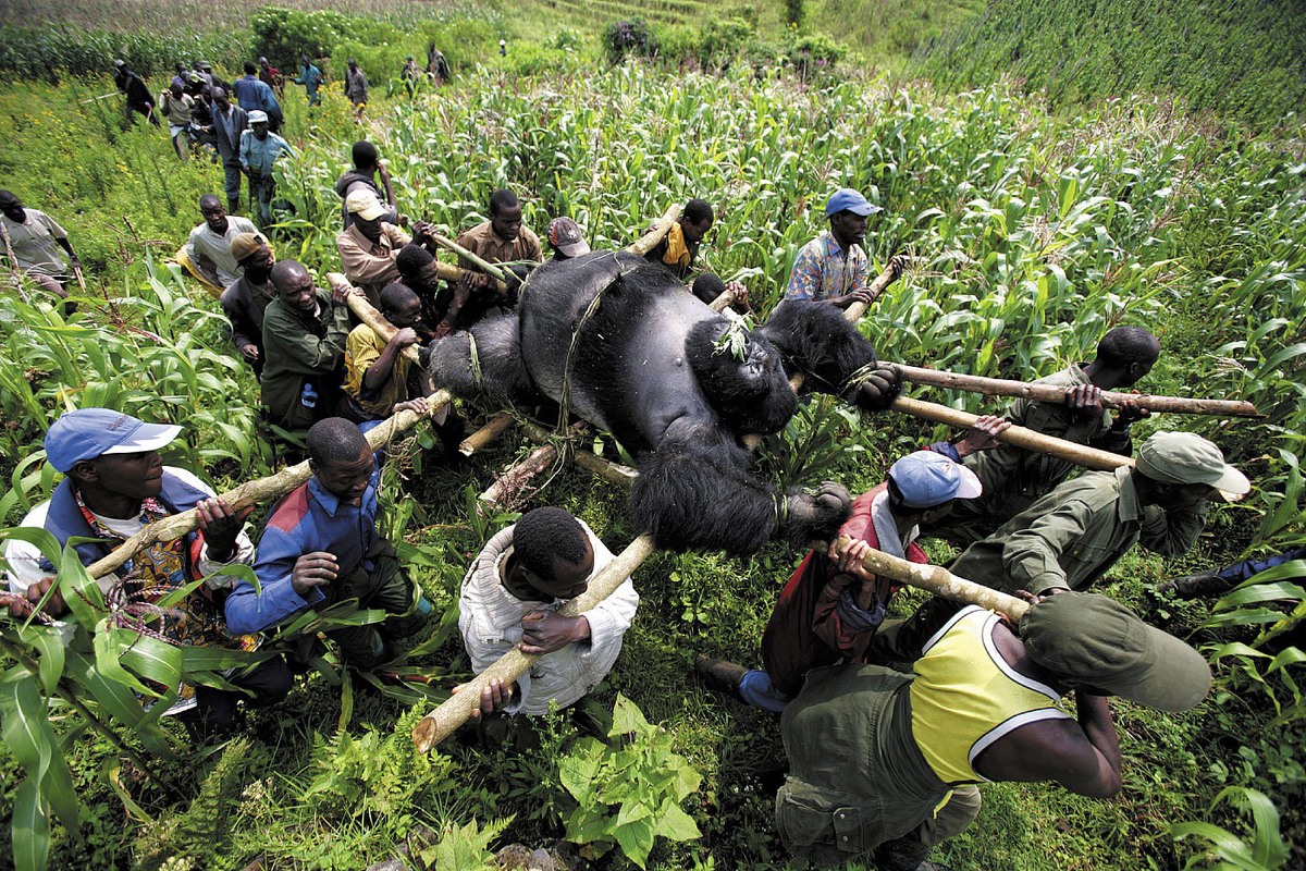 Ein toter Berggorilla wird aus dem Virunga National Park in Südafrika getragen. Erster Preis dieser Kategorie für Brent Stirton.