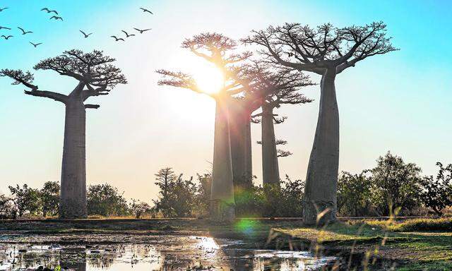 Auf der Allee der Affenbrotbäume bei Morondava lassen sich besonders schöne Baobabs mit einem Alter von 800 Jahren und einer Höhe von rund 30 Metern  bestaunen.