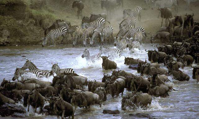Herden ohne Ende füllen den Serengeti-Nationalpark. Aber für sie mussten Massai mit ihren Herden weichen.