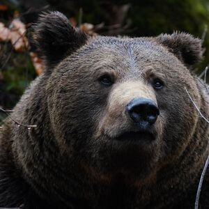 Farmon lässt Fotos von seinen Bären durchgehen.