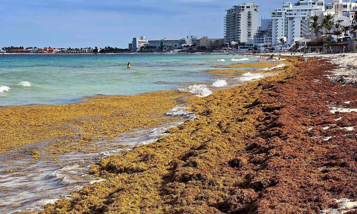 25. Mai. Herbstliche Farben am Golf von Mexiko: Sargassum-Algen türmen sich an einem Strand in Cancun im mexikanischen Bundesstaat Quintana Roo.