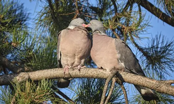 What are the benefits of birds? There are not only ornithological questions behind this, but also legal questions.