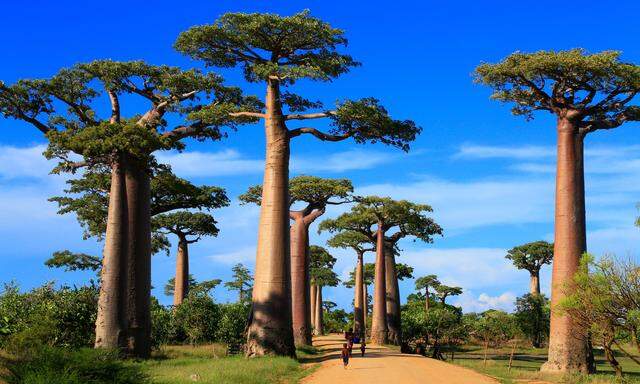Auf der „Allee der Affenbrotbäume“ im Westen Madagaskars können Sie besonders schön gewachsene Baobabs mit einem Alter von 800 Jahren und einer Höhe von rund 30 Metern bestaunen. 