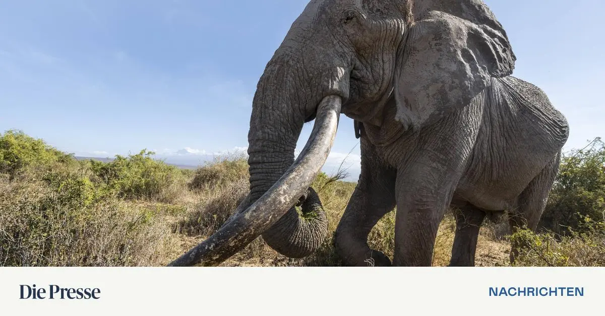 Ber-hmter-Elefantenbulle-Craig-in-Kenia-gestorben