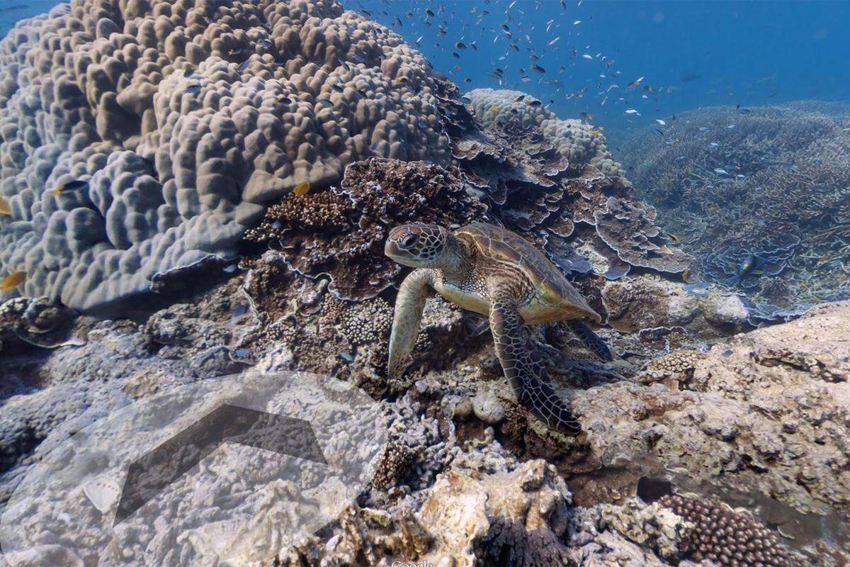 >> Zum berühmten Korallenriff auf Google Street View.