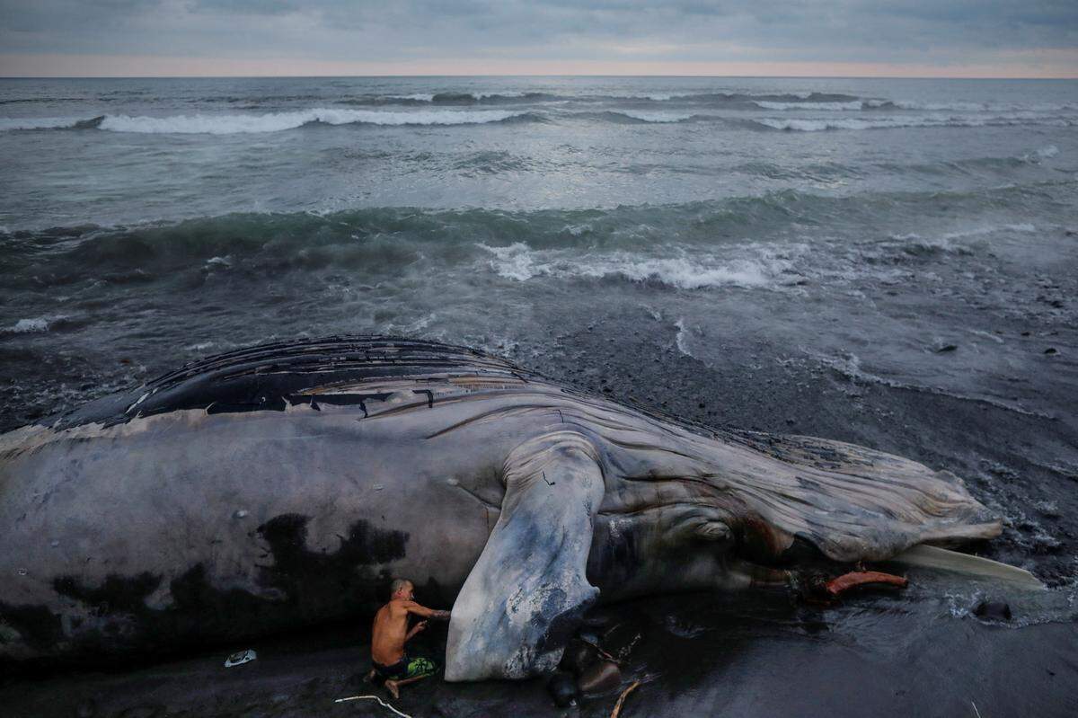 Der Körper dieses Buckelwals wurde in El Salvador angeschwemmt.