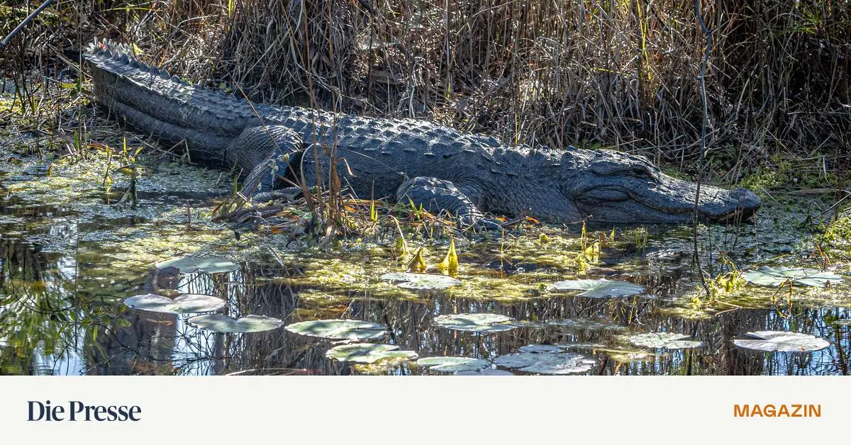 Da-f-hlt-sich-der-Alligator-wohl-im-Okefenokee-Sumpf-voller-Torf-und-Seerosen-premium-