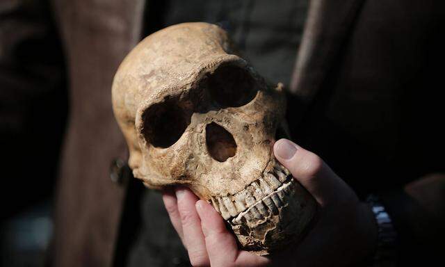 Der Schädel eines Homo Naledi Hominin - gefunden in Afrika.
