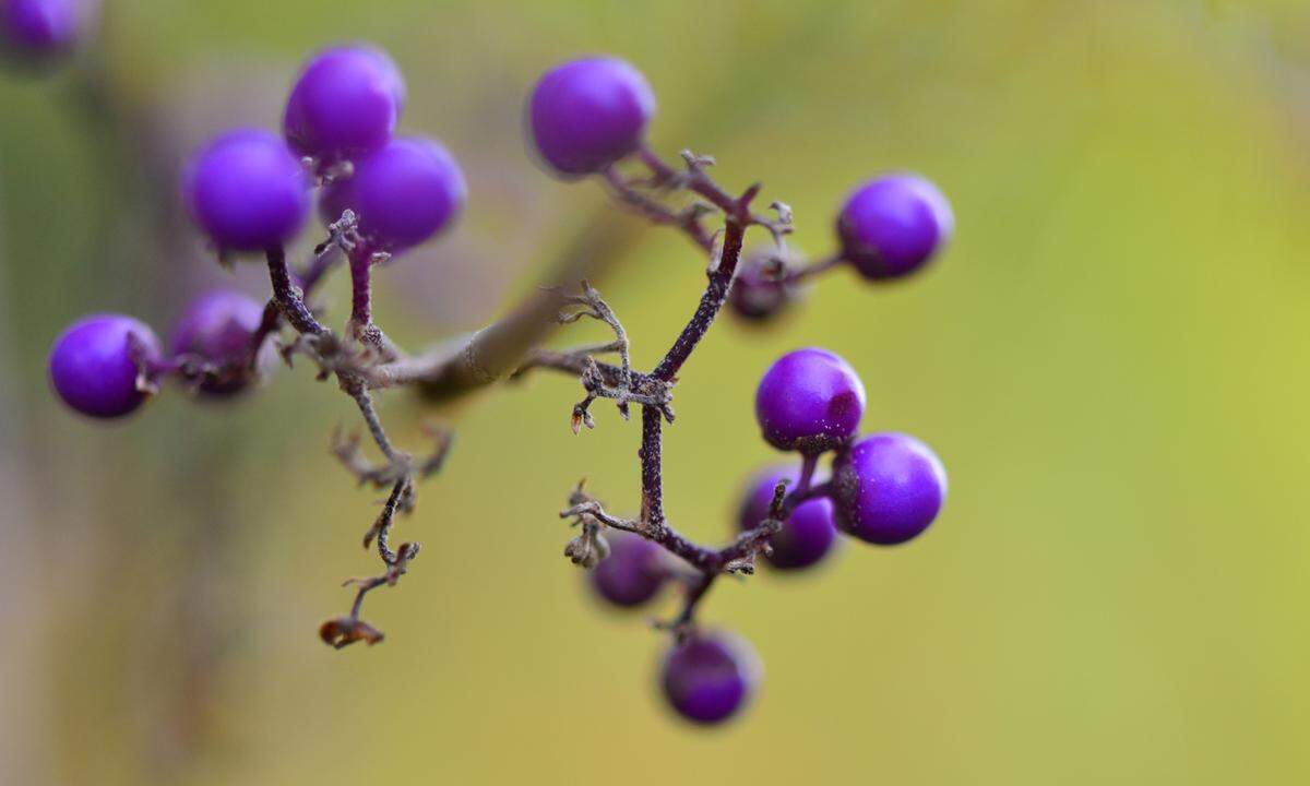 Farbige Beeren etwa bieten auch im Winter reizvolle Anblicke.
