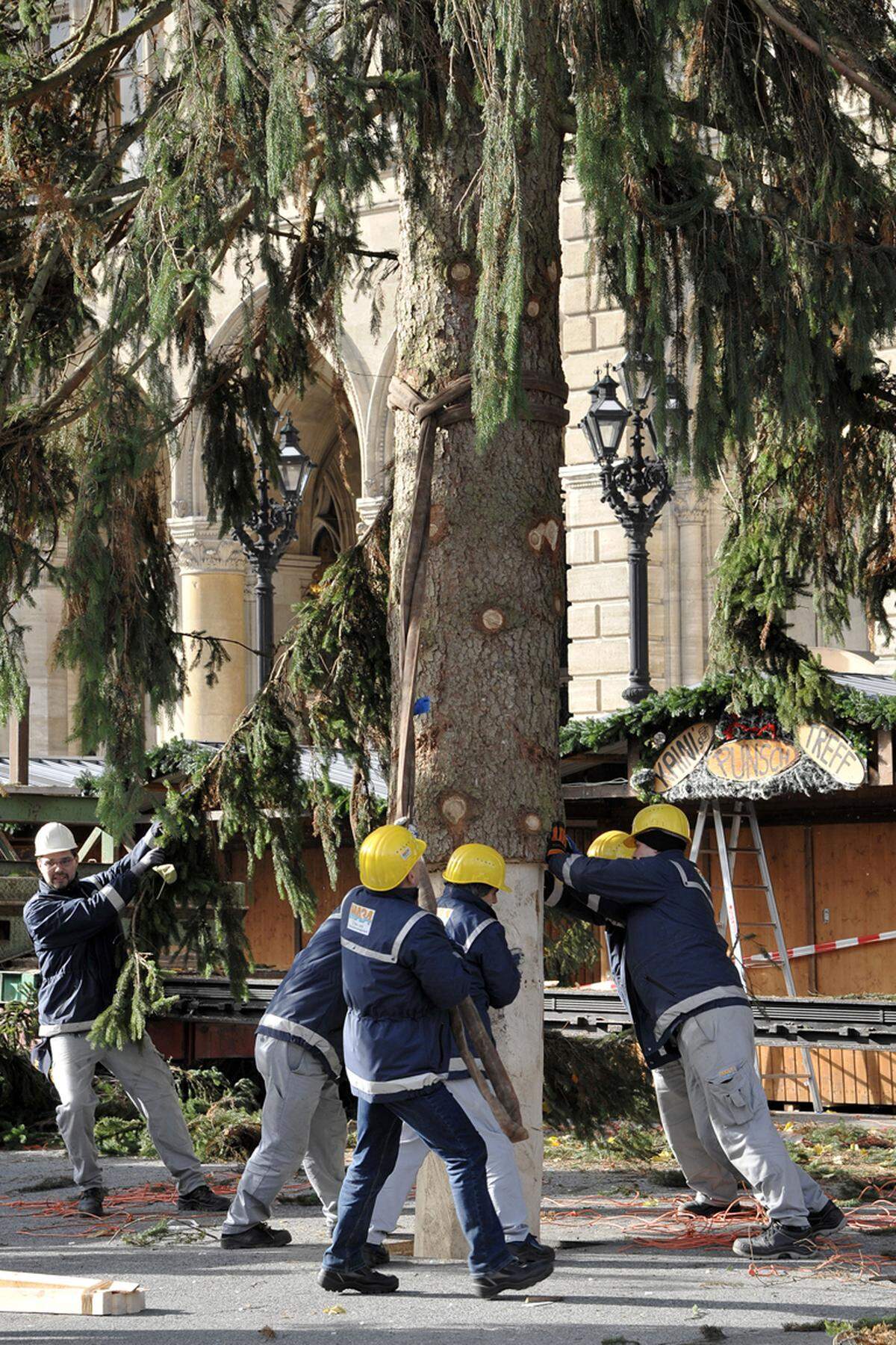 Noch sind die Arbeiten aber nicht abgeschlossen: "Der Baum wird jetzt abgespannt, damit wirklich nichts mehr passieren kann. Anschließend werden die Kollegen vom Stadtgartenamt noch eine Kosmetik vornehmen, das heißt, einige Äste einbohren, wo was gebrochen ist beim Transport", berichtete Franz Schuller, Referatsleiter in der Kulturabteilung (MA 7), welche für die Christbaum-Beschaffung zuständig ist.