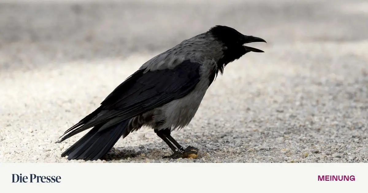 Ich-versuche-ja-die-City-pretty-zu-halten-premium-