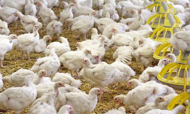 Leben Hühner zehn Tage länger, kostet ihr Fleisch rund ein Drittel mehr. 