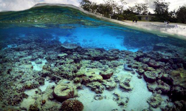 Das größte Korallenriff der Welt, das Great Barrier Reef entlang der Ostküste Australiens, droht abzusterben.