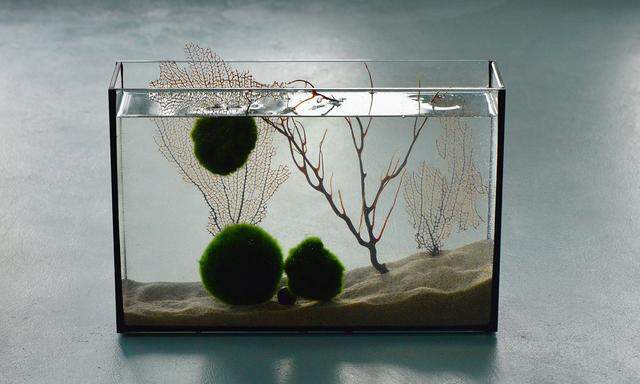 Marimos finden in Aquarien Platz – oder wie hier dekorativ in einem Glasgefäß.