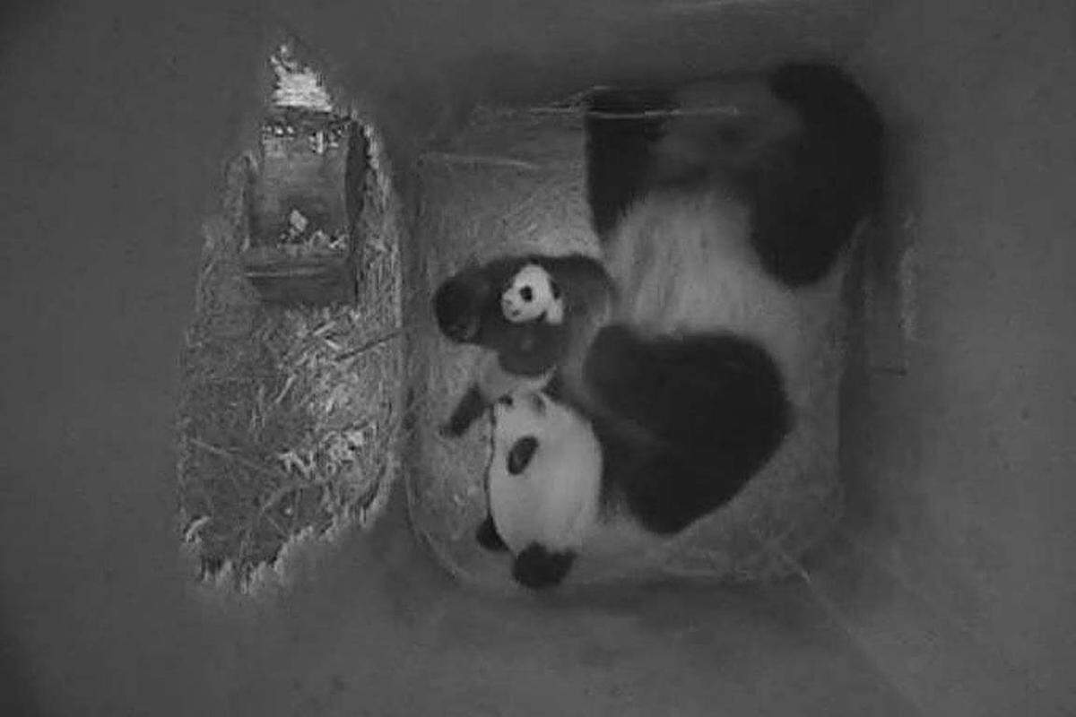 Die Taufe des kleinen Pandas hat nun offiziell erst 100 Tage nach der Geburt stattgefunden.