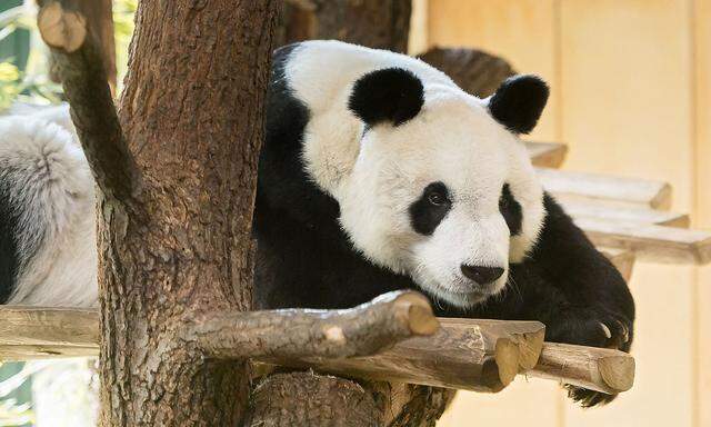 Yuan Yuan auf einem vom Tiergarten Schönbrunn veröffentlichten Bild