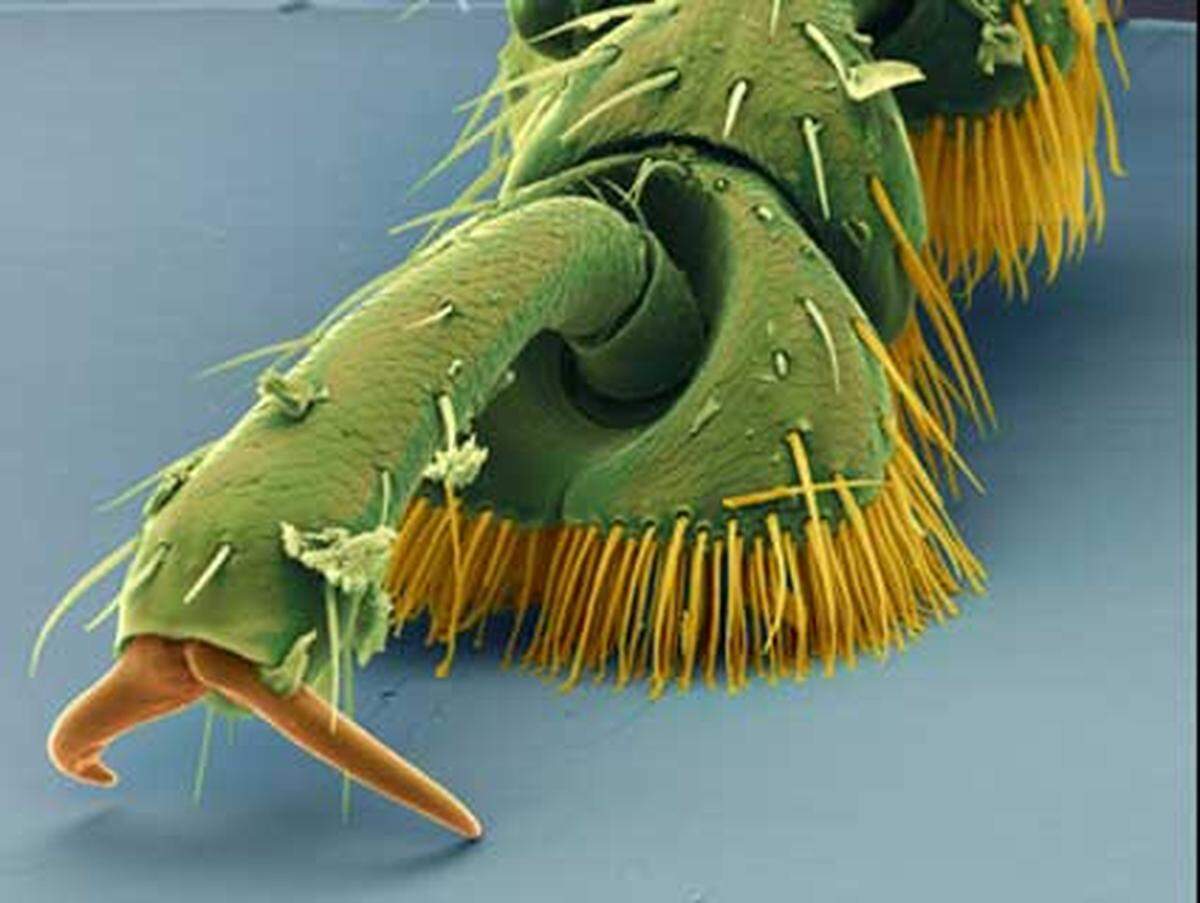 Wie selbstverständlich kleben Käfer und Insekten kopfüber an unserer Zimmerdecke. Im Blick durch das Elektronen-Mikroskop lüftet sich das Geheimnis dieser Kletterkünste. Im Bild zu sehen ist der Fuß des grünen Ampferblattkäfers. Haftstrukturen aus nur wenigen Mikrometer feinen Härchen geben dem Insekt den nötigen Halt.