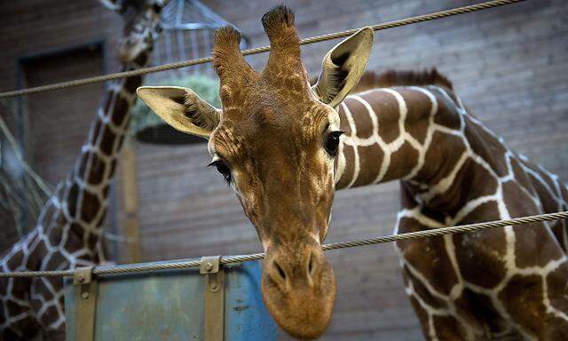 Giraffe Marius wurde im Kopenhagener Zoo 18 Monate alt.