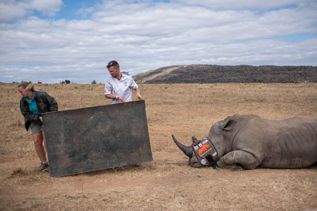26. Juli. Mitarbeiter eines Schuztprogramms für Nashörner in Südafrika bauen kleine Sensoren in das Horn eines Tieres ein, um es besser nachverfolgen und vor Wilderern schützen zu können.