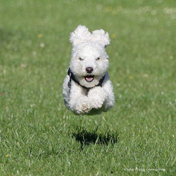 <strong>Flying Poodle. </strong>Zwerpudel Barney gibt alles! 