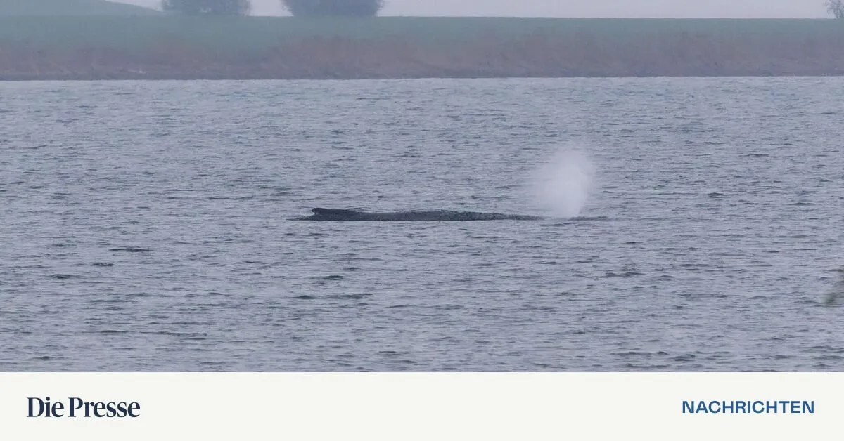 buckelwal-timmy-k-nnen-ihn-private-helfer-noch-retten