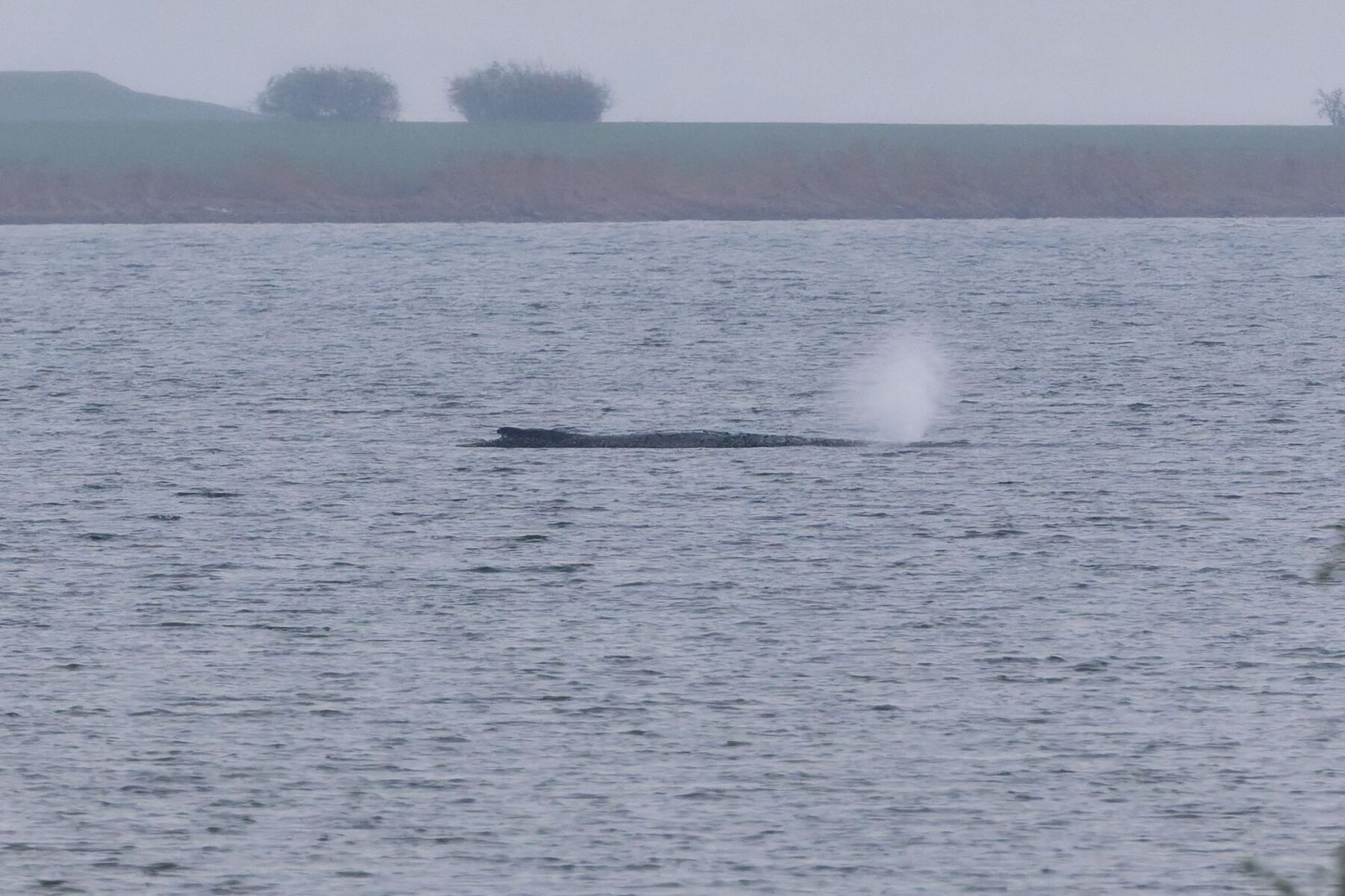 „Heiße Phase“: Rettungsaktion für hilflosen Buckelwal fortgesetzt