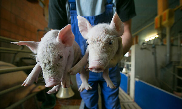 Pig Farming As Russia Bans Pork Imports From The European Union