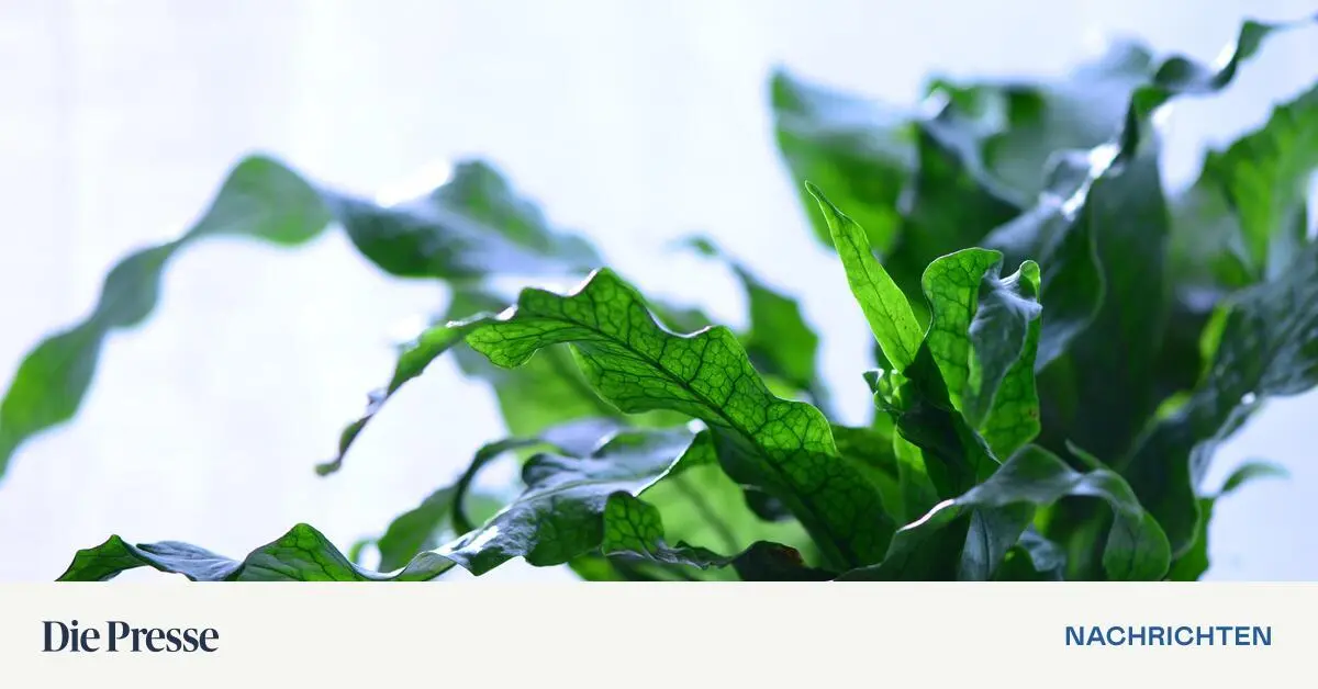 Zauberstab-mit-Gummiball-Wie-man-Zimmerpflanzen-richtig-gie-t-premium-