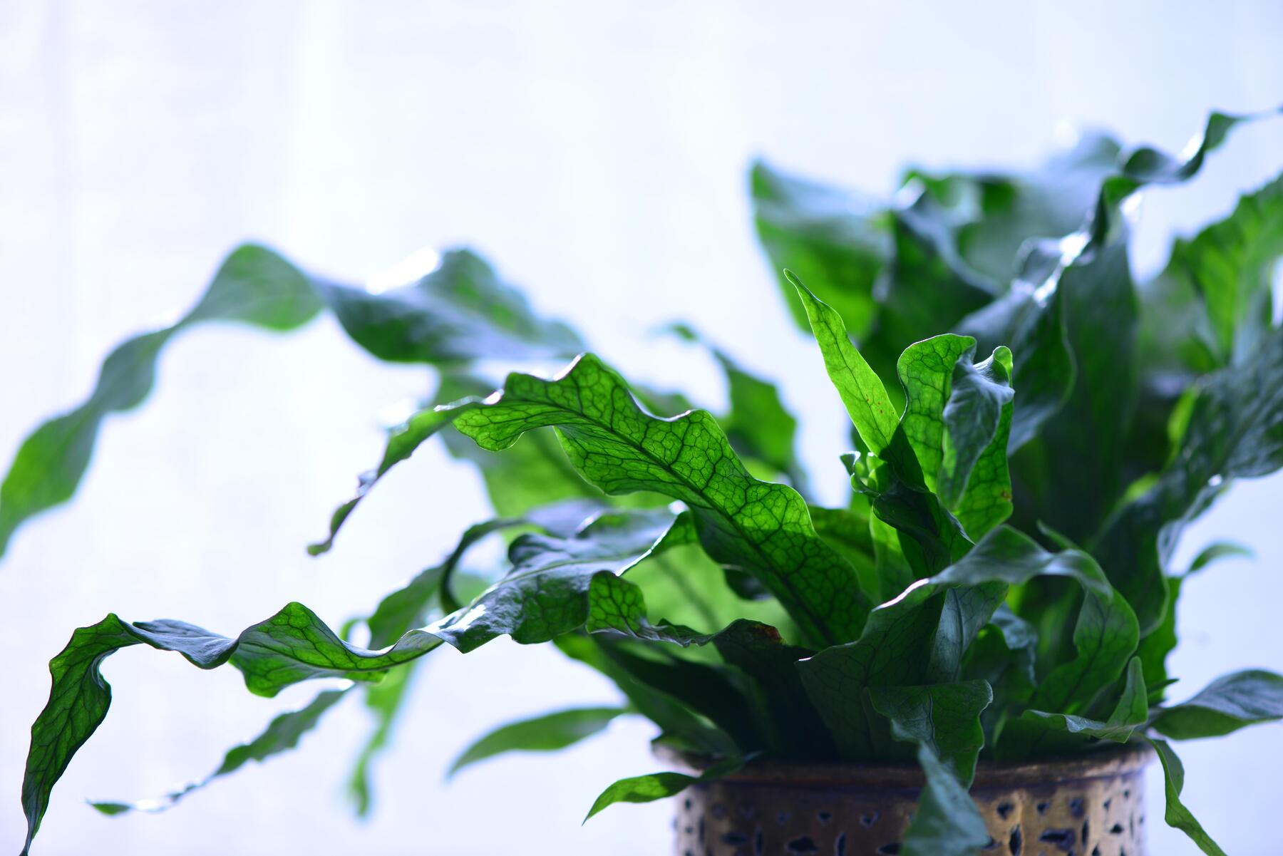 muss man zimmerpflanzen düngen Zimmerpflanzen Dünger, Monstera Dünger, 6 Monate Depotwirkung – PlantMe