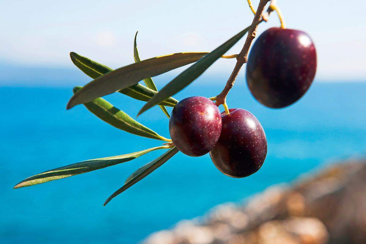 Hier wächst die hochwertige Olivensorte Amphisia.