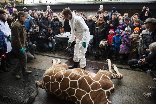 Die Autopsie wurde zum Zoo-Ereignis. Zahlreiche Familien beobachteten den Experten, wie er das Tier zerteilte.