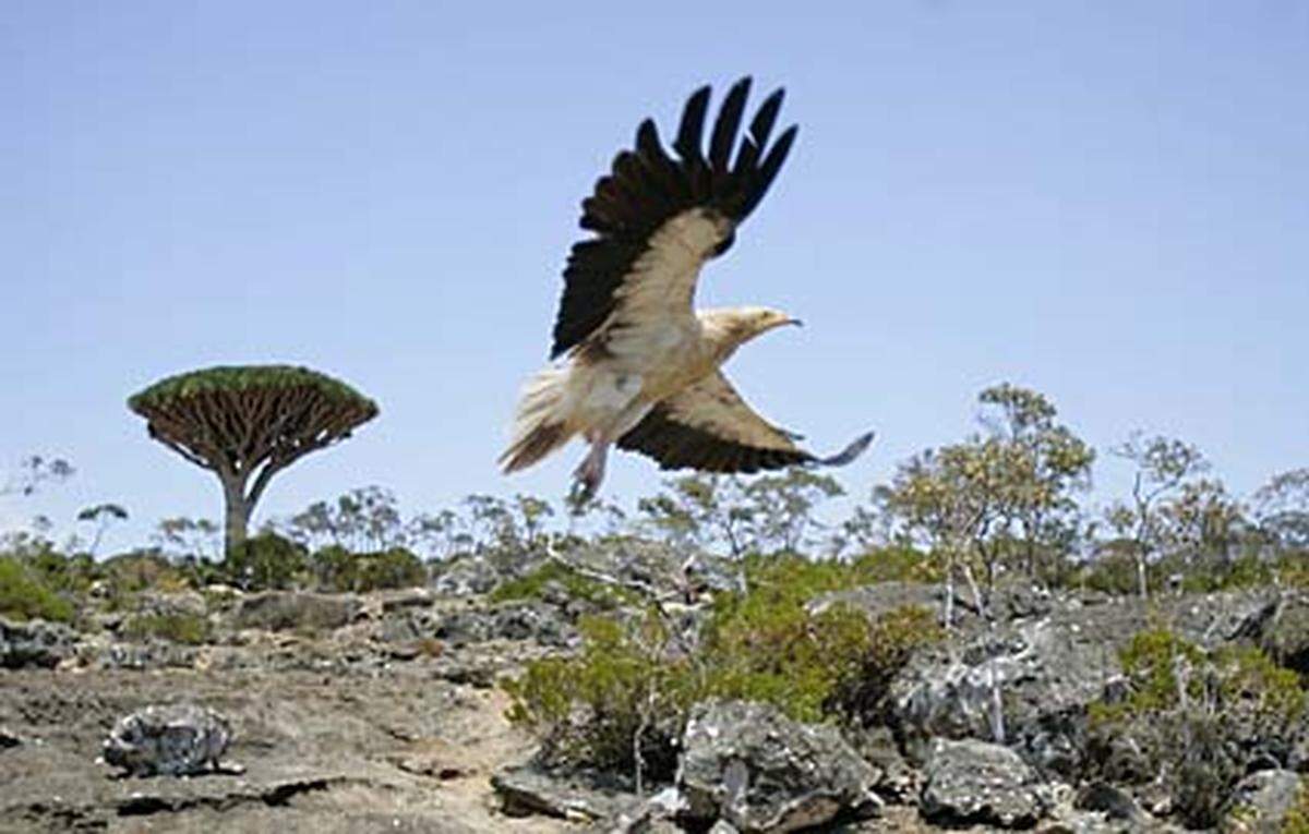 Der ägyptische Schmutzgeier hat auf der Roten Liste der IUCN den Status stark bedroht. Die Zahl der Exemplare ist in den vergangenen Jahren kontinuierlich zurückgegangen. Zumindest in Indien konnte dies auf das Medikament Diclofenac zurückgeführt werden, das Haustieren verabreicht wird. Frisst ein Geier einen Kadaver, der zuvor mit Diclofenac behandelt wurde, ist ein Nierenversagen sehr wahrscheinlich.