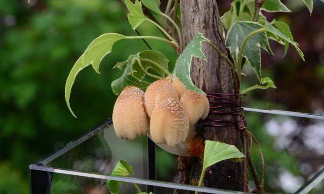 Experiment mit Treibholz und Zimmerpflanzen: Mit etwas Glück blühen darauf unglaublicherweise Pilze auf. 