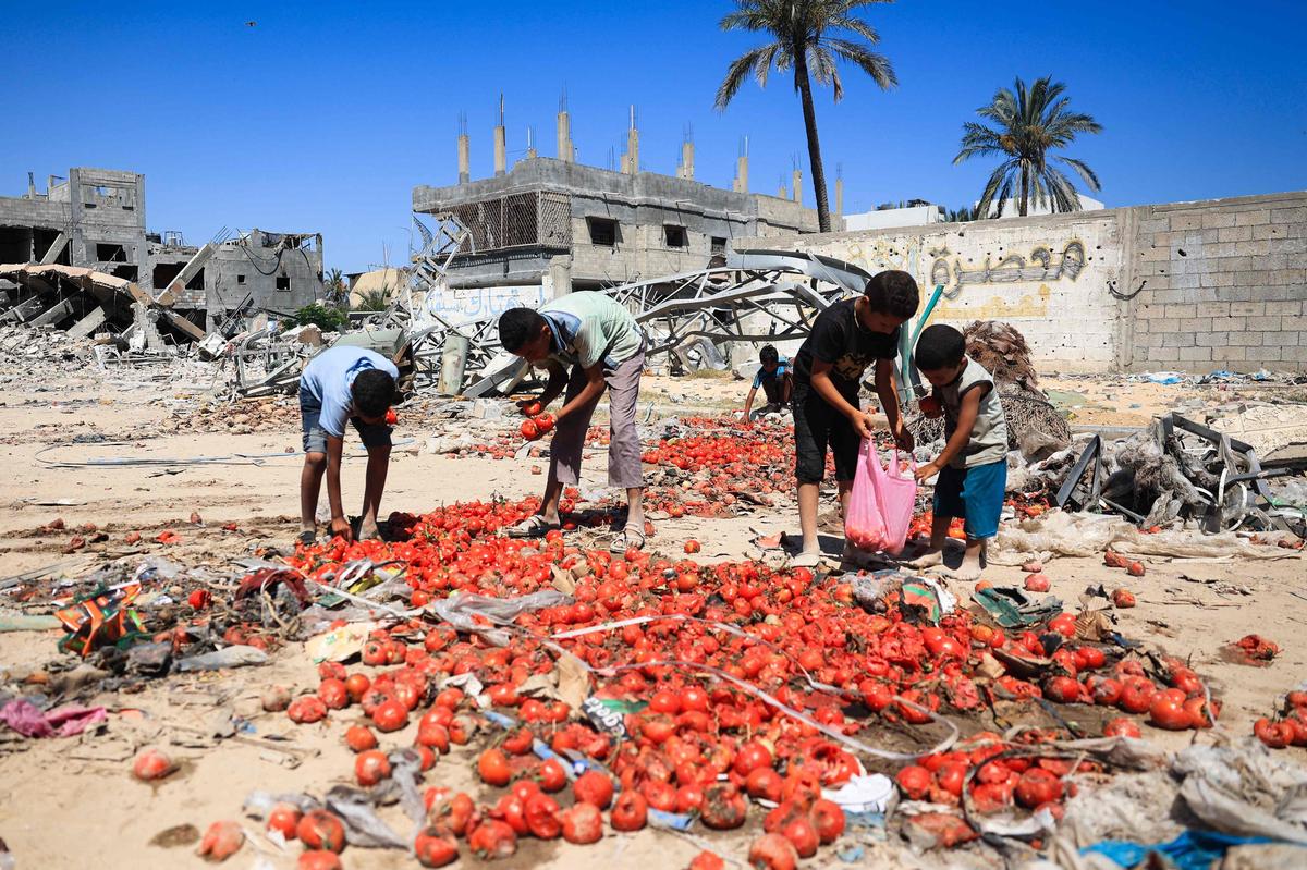 3. Juli. Palästinensische Kinder sammeln in Khan Yunis im südlichen Gazastreifen inmitten des anhaltenden Konflikts zwischen Israel und der militanten Palästinensergruppe Hamas auf der Straße verstreute Tomaten ein. Das Gemüse war von einem Wagen mit Hilfslieferungen gefallen.