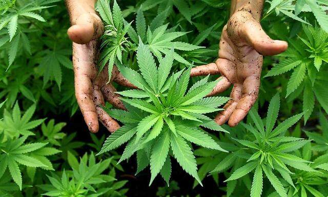 Symbolbild: Cannabis-Pflanze
