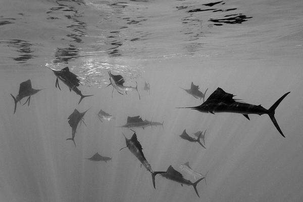 Reinhard Dirscherl, Deutschland Atlantischer Segelfische jagen vor der Künste von Mexiko Sardinen