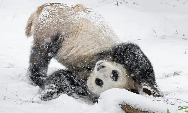 The average snow depths last winter were among the five lowest since 1991 (Image: Panda in Schönbrunn Zoo).