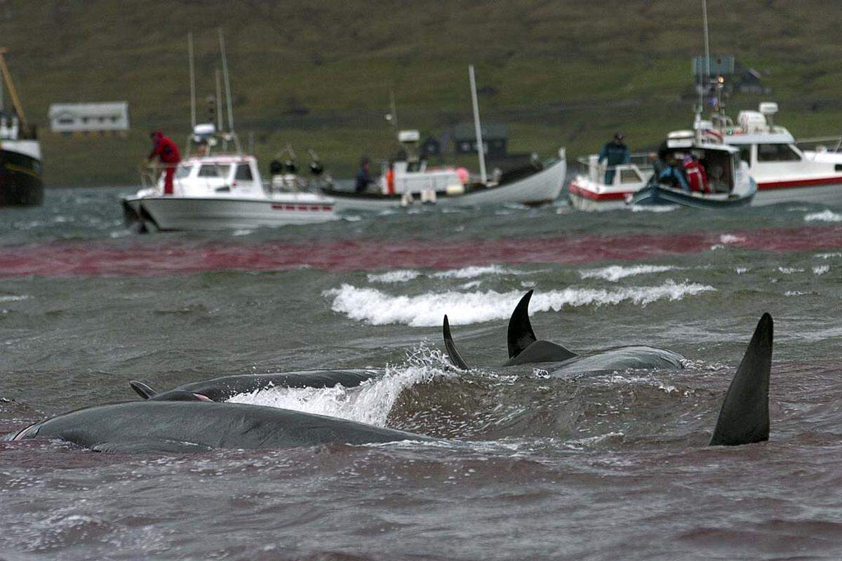 Die Wale werden mit Booten zusammengetrieben. Durch ein Tau, an dem Steine befestigt sind, wird die Herde in eine geeignete Bucht getrieben, wo das Töten der Wale erlaubt ist.