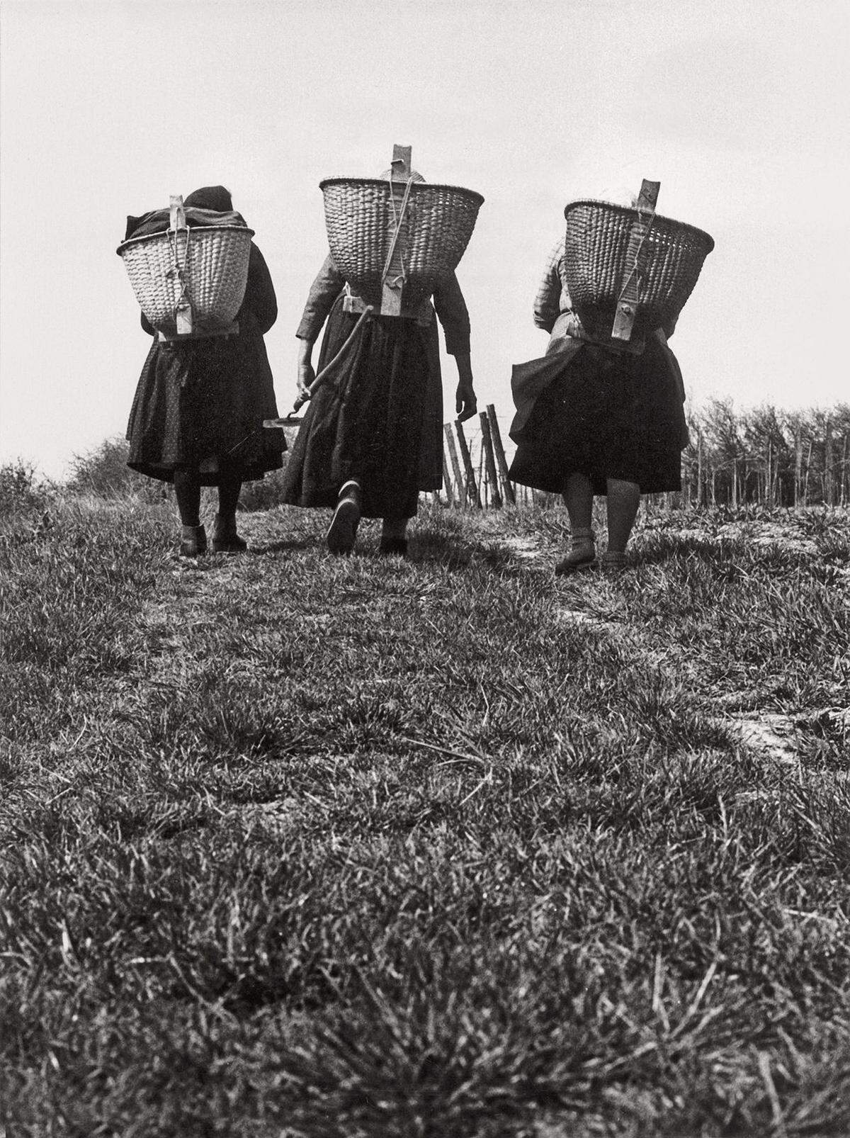 Drei Frauen mit Buckelkorb auf dem Weg in den Weingarten in Großhöflein, 1966