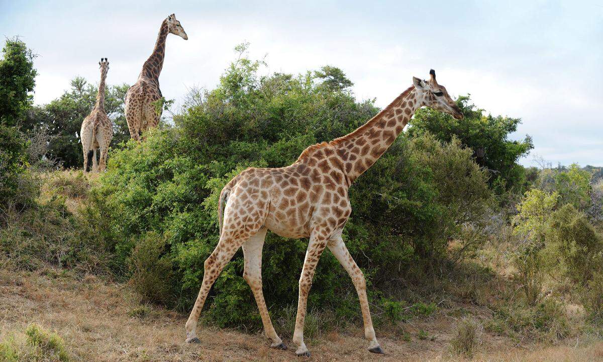 Savanne. Tiere in freier Wildbahn zu beobachten gehört für viele zu den eindrucksvollsten Urlaubserlebnissen. Südafrika hat zahlreiche Nationalparks und viele Game Reserves, in denen sich nicht nur die Big Five blicken lassen. www.dein-suedafrika.de