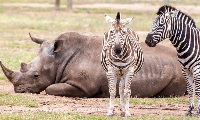 Zebras und ein Nashorn.(Symbolbild).